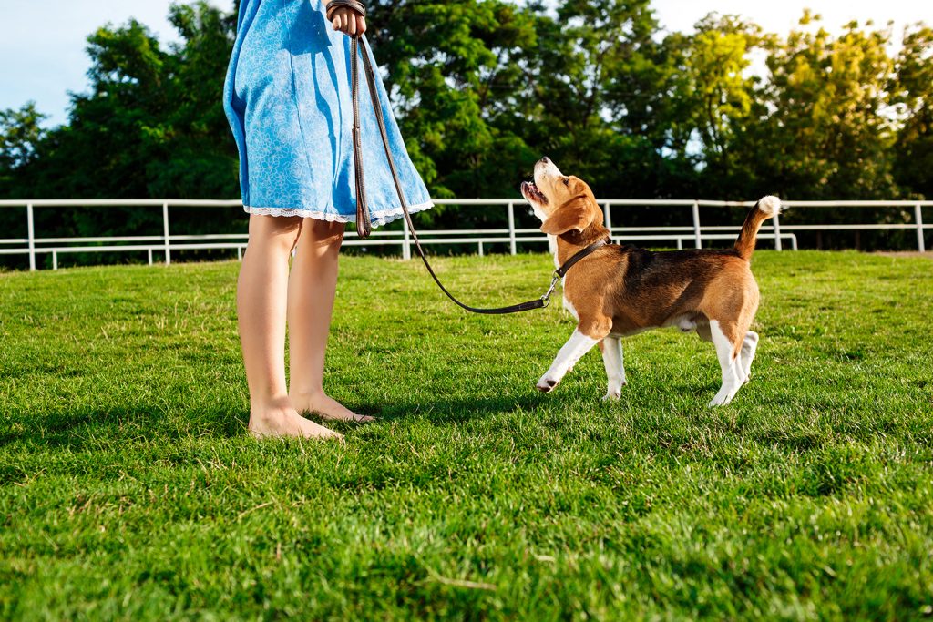 fomentar obediencia canina