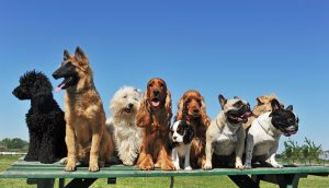 Grupos de Trabajo canino II